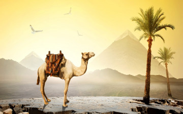 обоя животные, верблюды, пирамиды, верблюд, египет, пустыня, птицы, камни, небо, cairo, солнце, пальмы