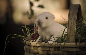 Картинка животные кролики +зайцы кролик корзина трава