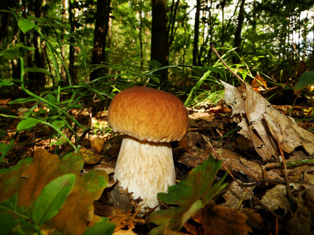 Обои картинки фото природа, грибы, листья, боровик, белый, гриб