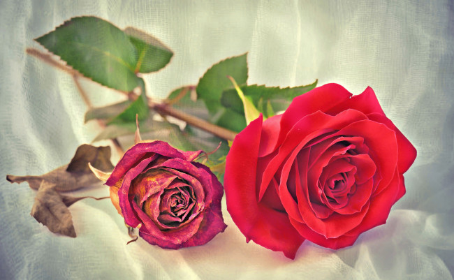 Обои картинки фото цветы, розы, макро, засохшая, роза