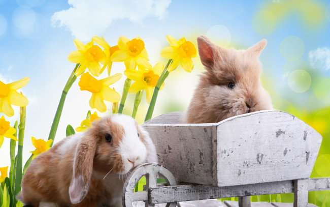 Обои картинки фото животные, кролики,  зайцы, цветы, праздник, природа, нарциссы, пасха, доски, тележка, easter, облака, небо, весна