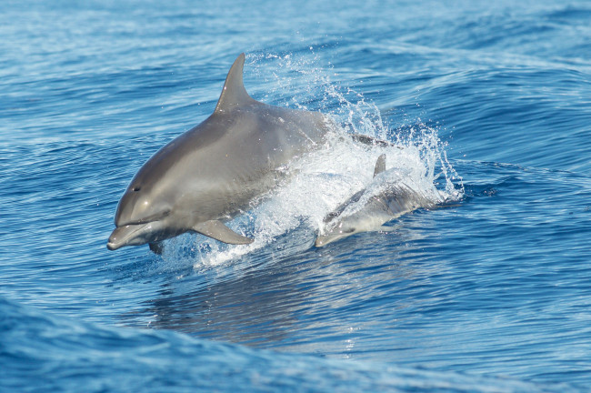 Обои картинки фото животные, дельфины, море