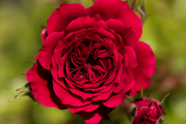 Обои картинки фото цветы, розы, роза, бутоны, макро, лепестки, фон, красная