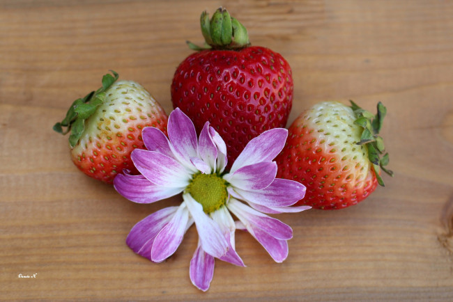 Обои картинки фото еда, клубника,  земляника, макро, ягоды, цветок