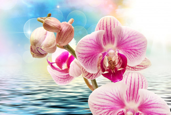 Обои картинки фото цветы, орхидеи, фон, крупным, планом, боке, вода, рябь, розовые, блики