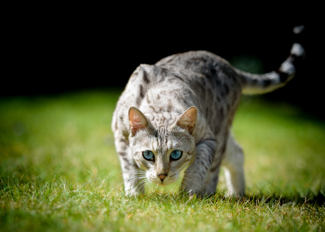 Обои картинки фото животные, коты, трава, голубые, глаза, боке, взгляд, кошка, кот