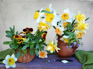 Картинка рисованное цветы весна нарциссы композиция букет бруннера анютины глазки