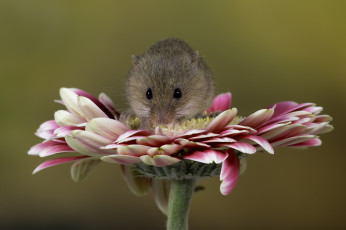 Картинка животные крысы +мыши цветы хвостик мышь