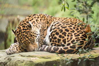 Картинка животные Ягуары ягуар отдых природа кошка животное