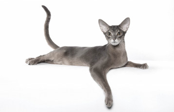 Картинка животные коты порода абиссинская кошка грация