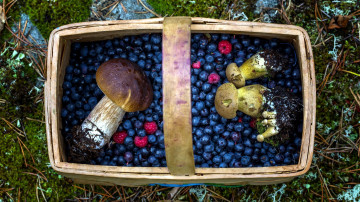 Картинка еда разное лукошко боровики малина черника грибы ягоды