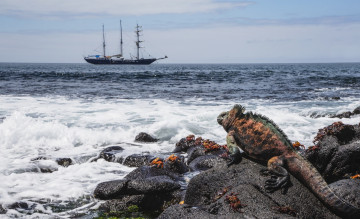 Картинка животные Ящерицы +игуаны +вараны море камни крабы игуана корабль берег