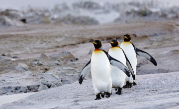 Картинка животные пингвины королевские камни берег трио
