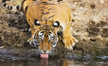 обоя животные, тигры, тигр, язык, водопой, бенгальский