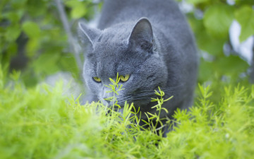 Картинка животные коты трава серый цвет