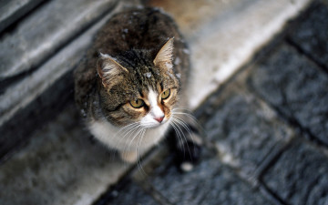 Картинка животные коты улица взгляд