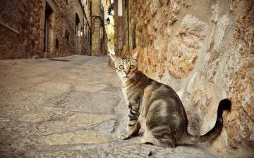 Картинка животные коты здание дорога взгляд