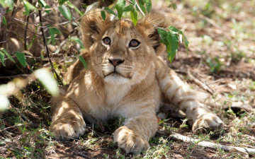 Картинка животные львы растения взгляд детеныш
