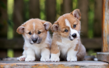 Картинка животные собаки милые корги щенки