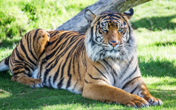 Картинка животные тигры растения отдых взгляд