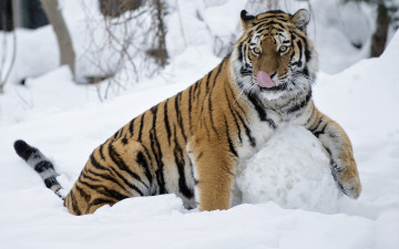 обоя животные, тигры, взгляд, снег