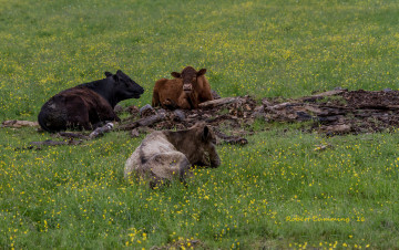 Картинка животные коровы +буйволы