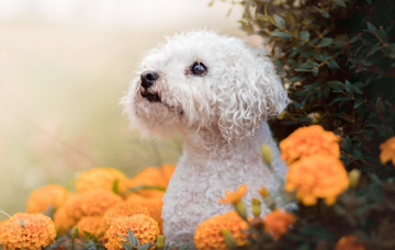 Картинка рисованное животные цветы природа пёс собака животное бархотки бархатцы