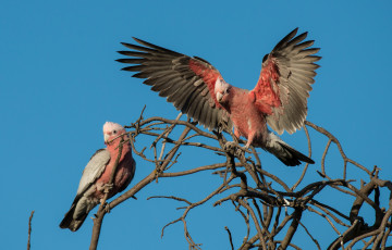 Картинка животные попугаи розовый ара