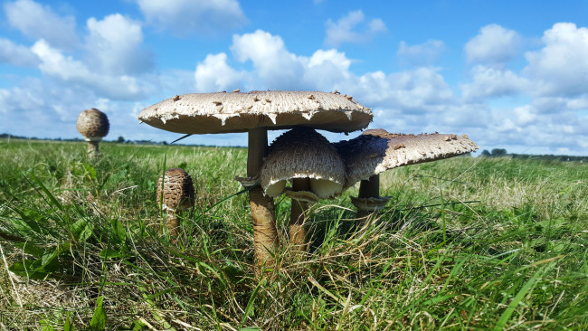 Обои картинки фото природа, грибы, гриб-зонтик