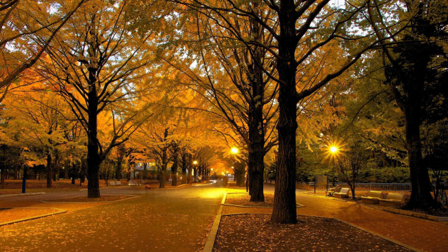 Обои картинки фото природа, парк, листопад, осень, фонари, аллеи
