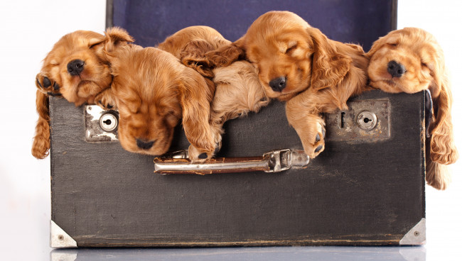 Обои картинки фото животные, собаки, щенки, спаниель, рыжие, милые, чемодан