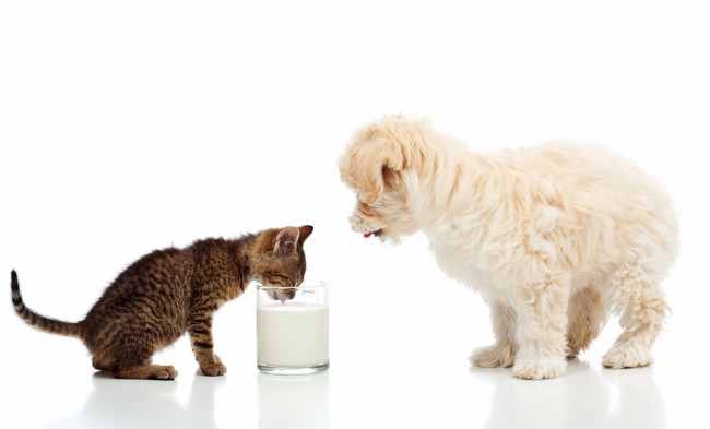 Обои картинки фото животные, разные вместе, банка, молоко, кошка, собака