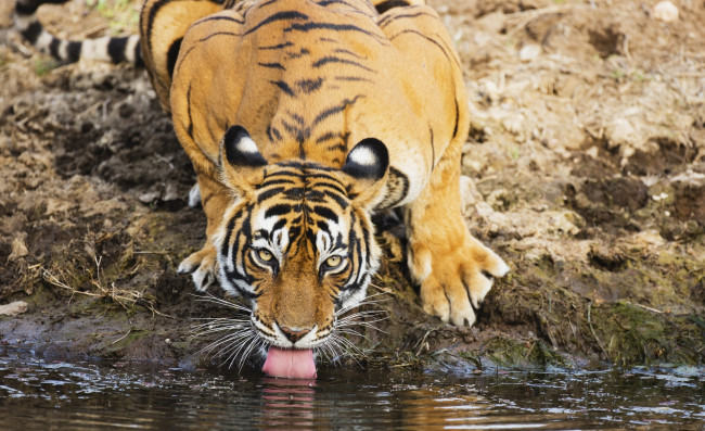 Обои картинки фото животные, тигры, тигр, язык, водопой, бенгальский