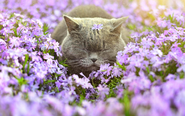 Обои картинки фото животные, коты, кот, флоксы, цветы