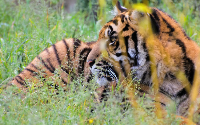 Обои картинки фото животные, тигры, растения, отдых, профиль