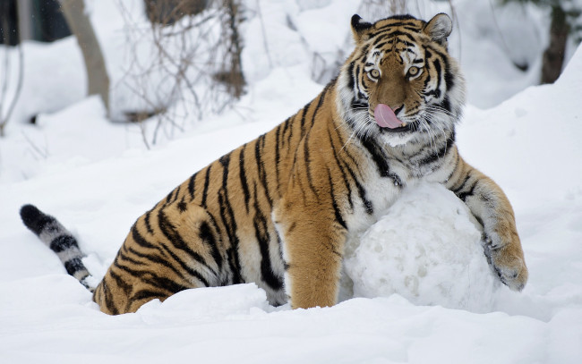Обои картинки фото животные, тигры, взгляд, снег