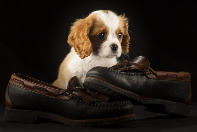 Обои картинки фото животные, собаки, туфли, милый, обувь, щенок