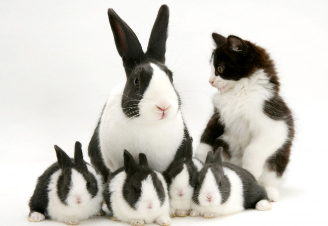 Обои картинки фото животные, разные вместе, черно-белый, пятнистый, котенок, кролики