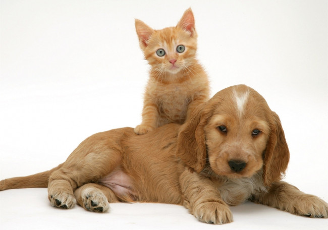 Обои картинки фото животные, разные вместе, рыжие, спаниель, щенок, котенок