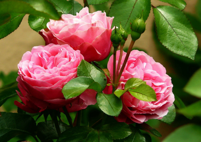 Обои картинки фото рисованное, цветы, розовые, три, розы, листья