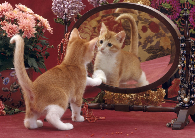 Обои картинки фото животные, коты, цветы, зеркало, отражение, котенок