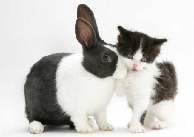 Обои картинки фото животные, разные вместе, черно-белый, пятнистый, котенок, кролик