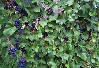 Картинка природа Ягоды +виноград капли виноград