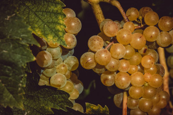 Картинка природа Ягоды +виноград урожай