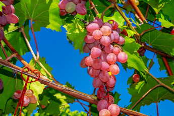 Картинка природа Ягоды +виноград урожай