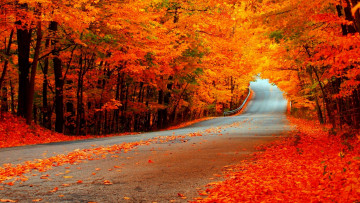 Картинка природа дороги шоссе листопад осень