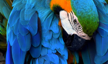 Картинка животные попугаи ара попугай птица