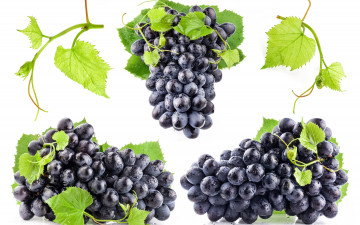 обоя еда, виноград, капли, грозди, белый, фон, чёрный, листья, мокрый