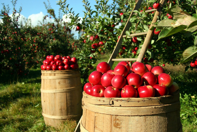 Обои картинки фото еда, Яблоки, яблоки, бочки, сад, урожай