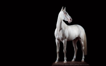 обоя животные, лошади, белый, конь